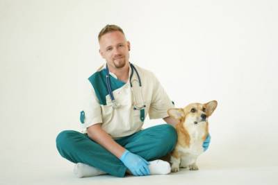 Топ вредных советов при посещении ветеринарного врача - polsov.com
