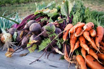 Нехитрый способ, как сохранить свеклу и морковь до следующего урожая, будто овощи только с грядки - novate.ru