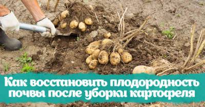 Сосед выкопал картофель первым, позвал на участок и похвастался способом сделать почву плодородной - takprosto.cc