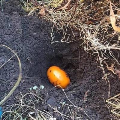 ​Как посеять помидоры под зиму - polsov.com