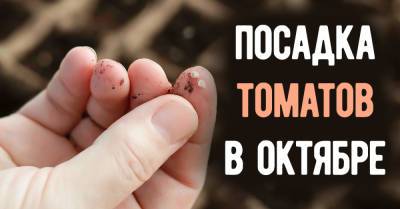 Бабушка показала два способа посадки томатов на зиму в октябре, чтобы получить мощный и ранний урожай - takprosto.cc