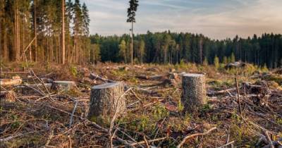 «Деревенский» способ, как защитить деревья от «черных» лесорубов - novate.ru