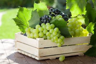 Как сохранить виноград на зиму свежим в домашних условиях? - nashsovetik.ru - Краснодар