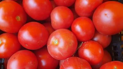 Как сохранить томаты свежими до зимы: способ, о котором многие не догадываются - belnovosti.by