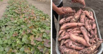 Хватит выращивать из года в год картофель. Есть Ему замена куда лучше - cpykami.ru