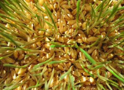 ​Как правильно готовить и есть пророщенные зерна пшеницы - polsov.com