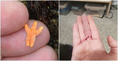 14 самых милых фото очень маленьких животных, которые помещаются на пальцах - cpykami.ru