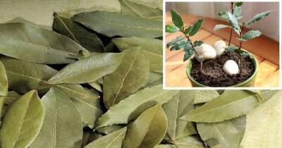 Просто положите лаврушку в горшок и ваши домашние растения будут зеленеть и пышно цвести - cpykami.ru