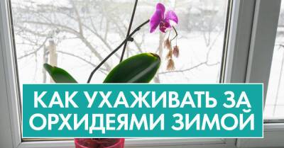 Геннадий Михайлович, наш вахтер, трепетно выращивает орхидеи, увидела, что у него они цветут всю зиму, решила выведать, в чём фишка - takprosto.cc