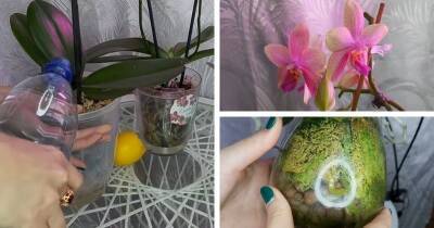 Стимулирующий полив для орхидей. Побалуйте свою орхидею, чтобы она нарастила жирные корни и выпустила цветы - cpykami.ru