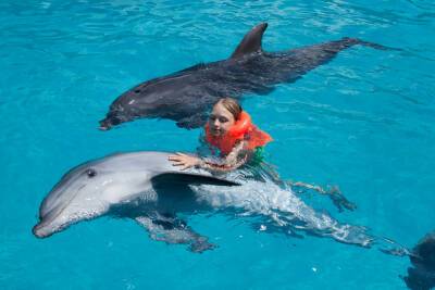 Как врачуют дельфины? - shkolazhizni.ru