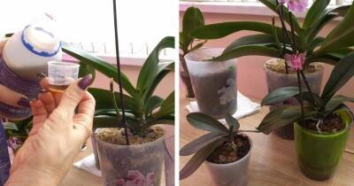 Нужные аминокислоты для орхидей, которые мгновенно восстанавливают тургор листьев и оздоравливают растение - cpykami.ru