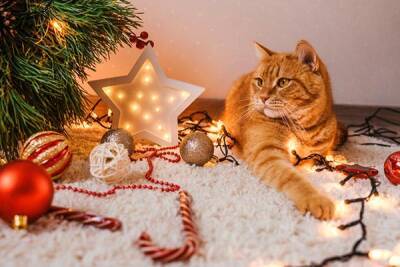 Как защитить новогоднюю елку от кота и не дать питомцам испортить праздник - garmoniazhizni.com