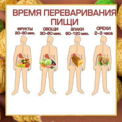 Оптимальное время для переваривания пищи - polsov.com