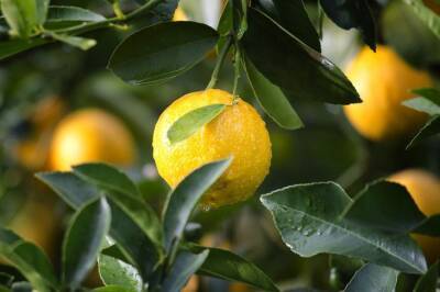 3 совета по использованию лимонного сока при стирке: секрет продвинутых хозяек - belnovosti.by