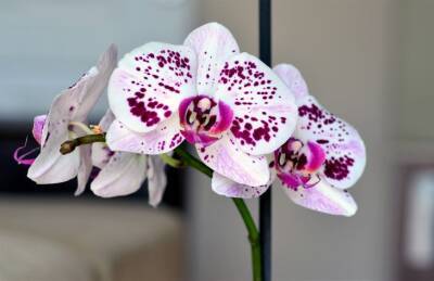 Какое копеечное средство вернёт орхидее рост и цветение - belnovosti.by