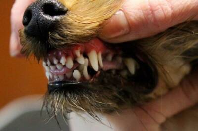 Лишние зубы у собаки - откуда они берутся, как понять их наличие, и что с этим делать - polsov.com