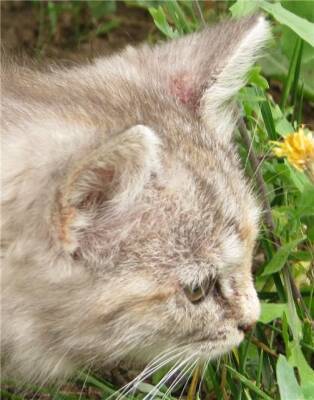 Нотоэдроз у кошек - пути заражения, опасность для окружающих животных, симптомы и лечение - polsov.com