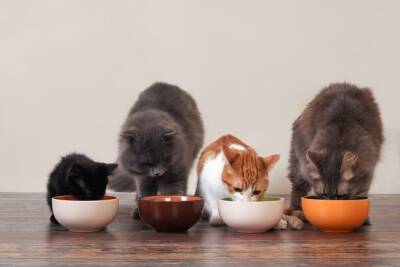 Допустимо ли котятам есть корм взрослых кошек - polsov.com