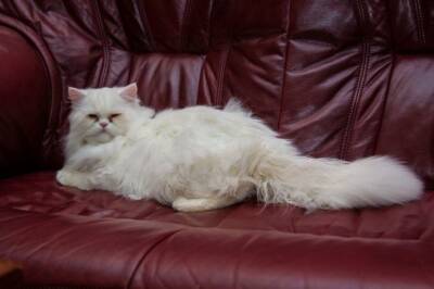 Игорь Зур - Это средство отучит кота точить когти о диван: простой секрет, который работает - belnovosti.by