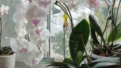 Естественная раскачка орхидеи без стимуляторов и удобрений. Просто создайте комфортные условия для обильного и пышного цветения - cpykami.ru
