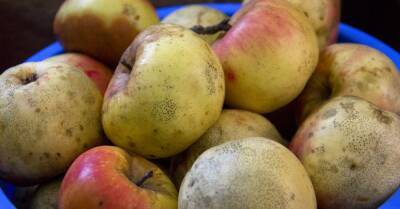 Увидев на рынке дешевые яблоки, скупаю килограммами, показываю, что готовлю из них дома - takprosto.cc