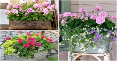Удивительно красивые цветочные композиции с пеларгониями — идеальный вариант для сада и балкона - cpykami.ru