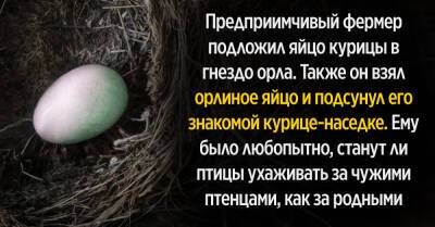 Фермер ловко подсунул орлиное яйцо в гнездо знакомой курицы-наседки и стал наблюдать, что будет дальше - takprosto.cc