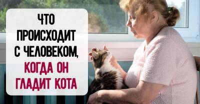 Информация для кошатников: что происходит с человеком, когда он гладит кота - takprosto.cc