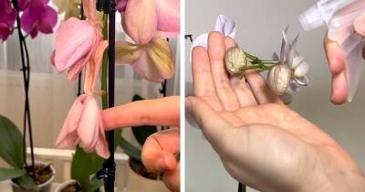 Три главные ошибки, из-за которых орхидея сбрасывает нераскрывшиеся бутоны и цветы слишком быстро - cpykami.ru