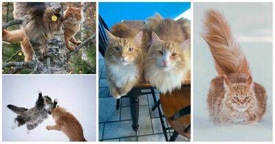 Завораживающие фотографии пушистых и величественных Норвежских лесных кошек - cpykami.ru