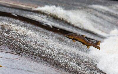 Странные дожди: как наловить рыбы... с неба? - shkolazhizni.ru - Греция - Индия - Эфиопия
