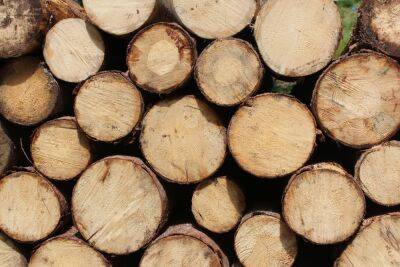 По каким признакам идентифицируются лесные древесные породы? - shkolazhizni.ru