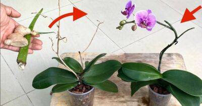 При таком уходе цветонос орхидеи больше не сохнет, а цветы появляются в два раза чаще - cpykami.ru