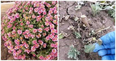 Обрежьте хризантему и укройте её слоем земли — это залог будущего обильного цветения - cpykami.ru