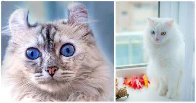 Породы кошек, которые созданы для того, чтобы жить в семьях с детьми - cpykami.ru