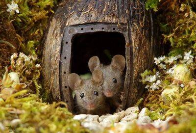 Фотограф обнаружил семью мышек на своём заднем дворе и решил построить им мини-деревню - cpykami.ru