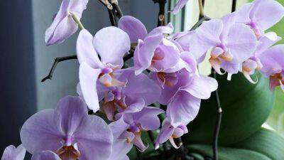 Орхидея уже давно не цветёт? Проведите простую процедуру, и она порадует вас чудесным цветением - cpykami.ru