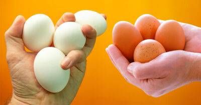 Чем коричневые яйца отличаются от белых, выбираю более ценный продукт для детей - takprosto.cc