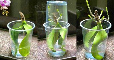 Даже орхидея вообще без корней укоренится в течение 45 дней. Лайфхак с пластиковыми стаканами - cpykami.ru