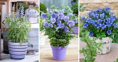 Голубые, фиолетовые и синие цветы, которые прекрасно растут в кашпо и подвесных горшках - cpykami.ru