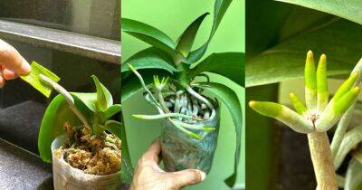 Орхидея отрастит много новых корней если регулярно обрабатывать ее полезным растением - cpykami.ru