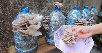 Возьмите пластиковую бутылку, и всегда будете с грибами. Выращивание вешенок в домашних условиях - cpykami.ru