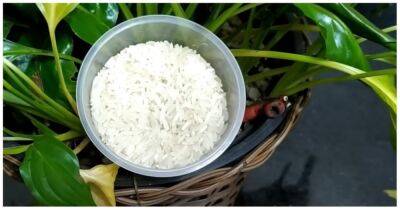 Всего 1 чашка риса, и Женское счастье будет цвести, не переставая! Удобрение, которое уже есть на кухне - cpykami.ru