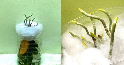 Сажайте орхидею листьями вниз, чтобы помочь растению отрастить много новых корней - cpykami.ru