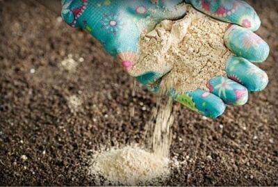 Смешайте 3 копеечных средства, чтобы снизить кислотность и улучшить плодородие почвы - cpykami.ru
