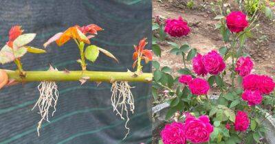 Эффективный способ размножения роз из черенков с помощью чеснока - cpykami.ru