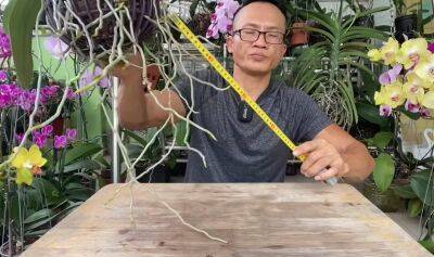 Ну очень простое средство, которое запустит бешенный рост корней орхидеи - cpykami.ru