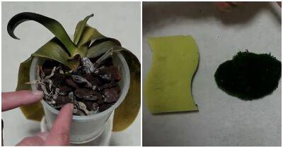 Реанимируйте умирающую орхидею с помощью губки. За 2 месяца вы её не узнаете - cpykami.ru