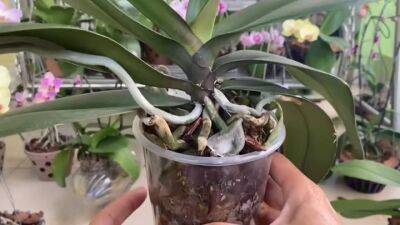 Секрет пышно цветущих орхидей — в шкурке банана. Ловкий трюк для здоровья орхидеи - cpykami.ru
